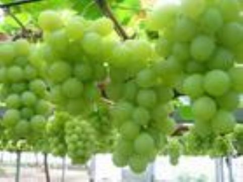 Grape Seeds Extract